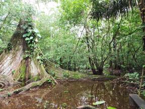 Ceuba tree in the Amazon