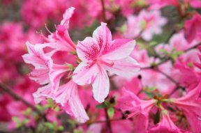 azalea-blossoms.jpg